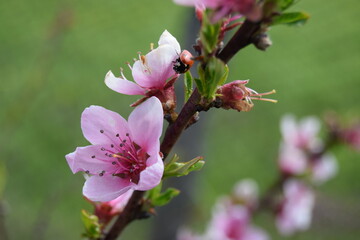 Delicate pink floral background with copy space and blurred background. Branches of peach tree in blooming in garden.  Selective focus
