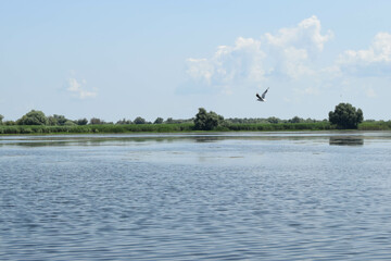 Lake view with birds flying, during a boat trip in the Danube Delta. Landscape with forest and reed in the back.