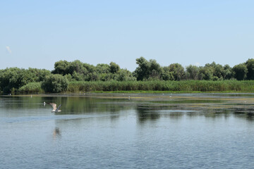 Lake view with birds flying, during a boat trip in the Danube Delta. Landscape with forest and reed in the back.