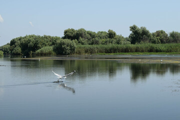 Landscape of a lake with green forest in the background and a bird in flight in the Danube Delta