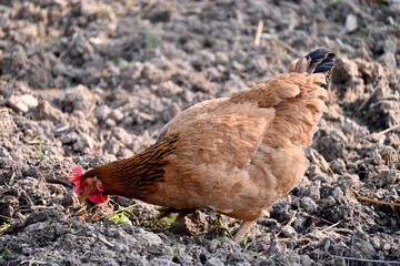 closeup the orange color hen stand and eating the feed in the farm over out of focus brown background.