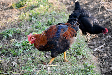 closeup the orange black color cock stand and eating the feed in the farm over out of focus brown background.