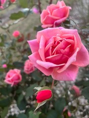 pink roses in garden