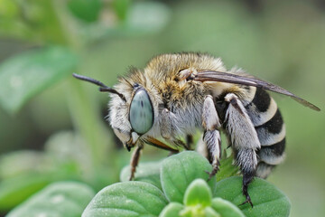 Closeup on a fluffy , hairy , cute white cheeked diger bee, Amegilla albigena, sitting on top of a green leaf, i