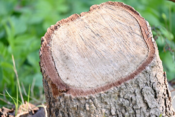 closeup the red brown chopped the chunk tree in the farm over out of focus green brown background.