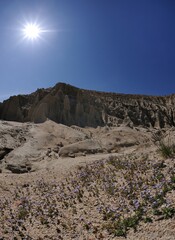 Spring rains allow new near ground level flowers to sprout up in arid desert area, Red Rock Canyon, CA, USA