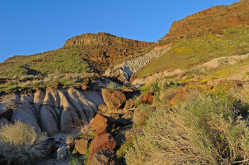 Spring rains allow new grases and flowers to sprout up in arid desert area, Red Rock Canyon, CA, USA