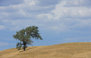 Obraz premium Lone oak tree on crest of ranch hill, Oakdale, CA, USA