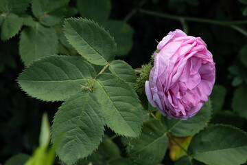 The famous Rosa Centifolia Foliacea (The Provence Rose or the Cabbage Rose) is a hybrid rose that was developed by Dutch rose growers between the 17th and 19th centuries, possibly earlier.