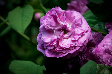 This very beautiful Gallica Rose impresses with its purple-violet flowers. The densely filled beauties develop from the spherical buds