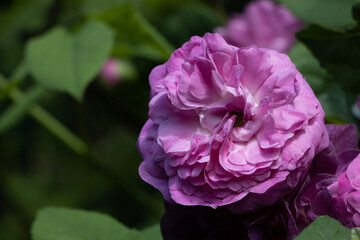This very beautiful Gallica Rose impresses with its purple-violet flowers. The densely filled beauties develop from the spherical buds