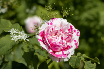 Old pink-white striped flowers of Damask Apothecarys Rose 'Versicolor