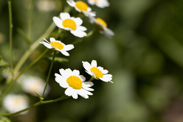 Pretty white flowers of Tanacetum parthenium,or feverfew, a traditional medicinal herb species of...