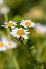 Pretty white flowers of Tanacetum parthenium,or feverfew, a traditional medicinal herb species of chrysanthemum is also a companion plant containing pyrethrin to repel pests in gardens.