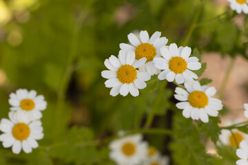 Pretty white flowers of Tanacetum parthenium,or feverfew, a traditional medicinal herb species of chrysanthemum is also a companion plant containing pyrethrin to repel pests in gardens.