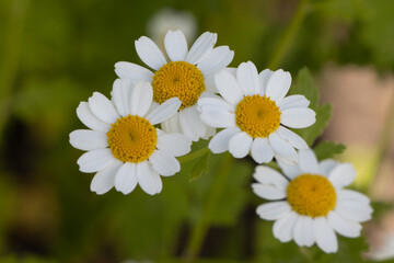 Fototapeta premium Pretty white flowers of Tanacetum parthenium,or feverfew, a traditional medicinal herb species of chrysanthemum is also a companion plant containing pyrethrin to repel pests in gardens.