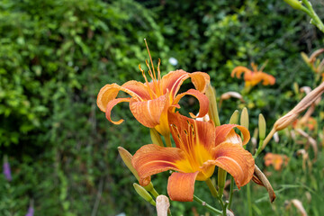 Obraz premium Giant orange Daylily (Hemerocallis fulva) on a beautiful spring in a garden