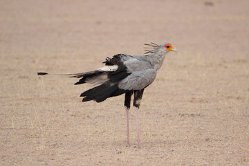 Secretary Bird in the Kgalagadi