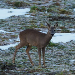 Biche dans ne pâture en observation en hiver dans le vercors