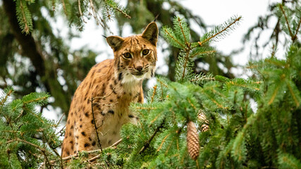 Europäischer Luchs