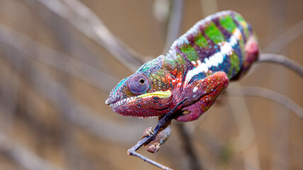 Chamäleon © Florian Oberkofler