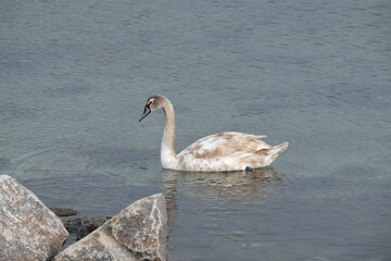 swan at the sea