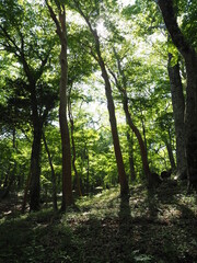 新緑の森　初夏の光