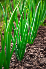 beds of young green onions grown in the garden, agriculture. High quality photo