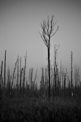 dead forest
