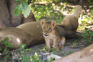 Baby lion Cub in Moremi game reserve in the Okavango Delta Botswana