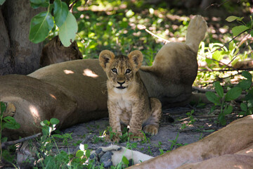 Baby lion Cub in Moremi game reserve in the Okavango Delta Botswana