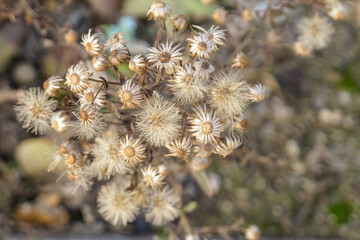 Close up dried flowers