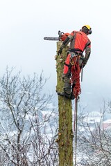Arborist in safety harness cutting spruce with chainsaw from height. Removing trees in winter. Dangerous work. Safety.