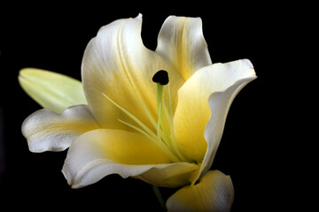 Fototapeta na wymiar Beautiful white lily flower in black background