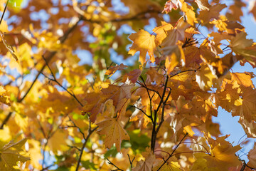 Fototapeta na wymiar Shining sun among the leaves of trees.