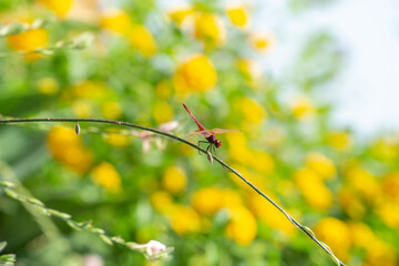 Red Dragonfly on a branch