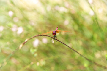 Fototapeta na wymiar dragonfly on a branch