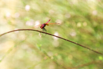 red dragonfly on a branch