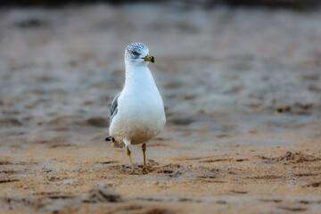 Old Spanish Town - St. Augustine, FL