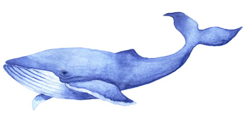 Watercolor hand drawn illustration with blue whale isolated on white background.Hand drawing with a marine mammals. Kids products, print, fabrics, wallpapers.