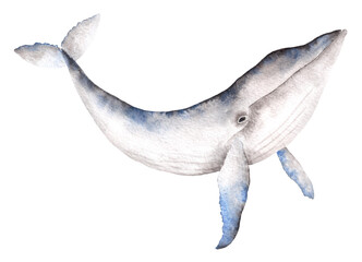 Blue large whale watercolor illustration isolated on white background.Hand-painted realistic underwater animal. Wild underwater mammal in blue and grey colors. Design elements for print and fabric