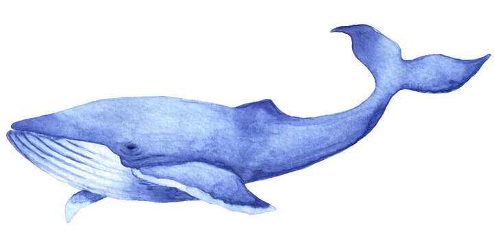 Big Whale Stock Illustrations – 9,149 Big Whale Stock Illustrations,  Vectors & Clipart - Dreamstime