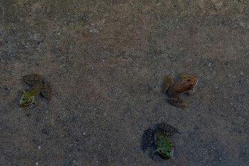 Three common frogs basking in the sun, Pelophylax perezi. Madrid, Spain