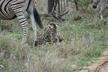 Baby Plains Zebra lying in the high grass