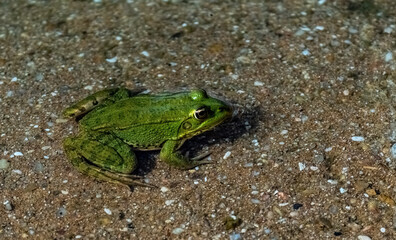 Common frog or green frog, Pelophylax perezi, sunbathing. Madrid, Spain