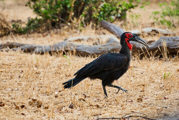 Southern ground horn bill, a large bird with red face