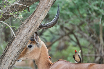 territorial Impala ram in african landscape
