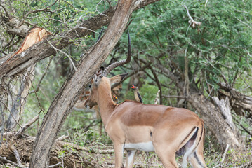 territorial Impala ram in african landscape