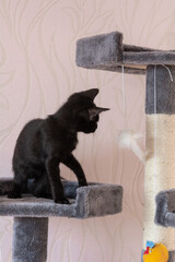 little black kitten playing on the cat tower