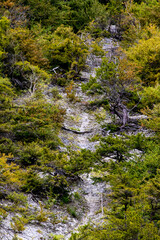 stream in the forest